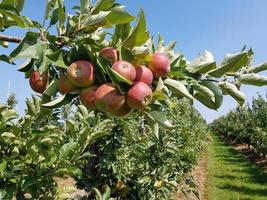 cosecha de manzanas en la vieja tierra de hamburgo foto