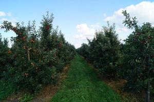 cosecha de manzanas en la vieja tierra de hamburgo foto