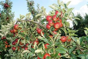 Apple harvest in the old Land Hamburg photo