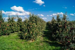 cosecha de manzanas en la vieja tierra de hamburgo foto