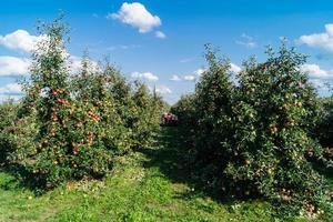 cosecha de manzanas en la vieja tierra de hamburgo foto