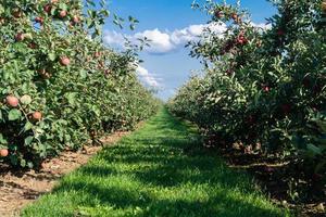 cosecha de manzanas en la vieja tierra de hamburgo foto