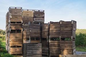 Apple harvest in the old Land Hamburg photo