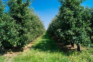 cosecha de manzanas en la vieja tierra de hamburgo foto