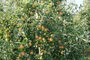 Apple harvest in the old Land Hamburg photo