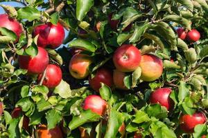 cosecha de manzanas en la vieja tierra de hamburgo foto