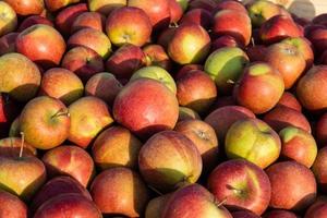 Apple harvest in the old Land Hamburg photo