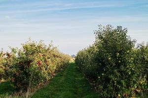 cosecha de manzanas en la vieja tierra de hamburgo foto