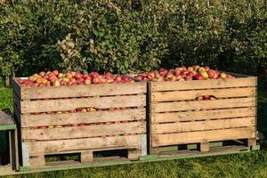 Apple harvest in the old Land Hamburg photo