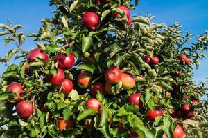 Apple harvest in the old Land Hamburg photo