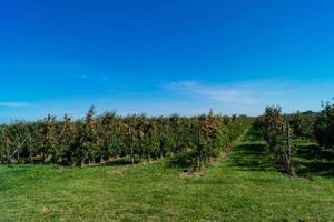 cosecha de manzanas en la vieja tierra de hamburgo foto