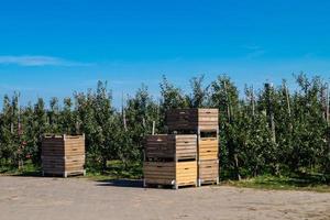 Apple harvest in the old Land Hamburg photo
