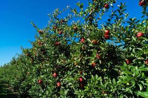 Apple harvest in the old Land Hamburg photo