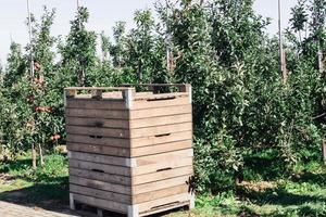 Apple harvest in the old Land Hamburg photo