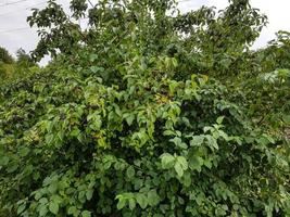 Black rowan aronia chokeberry photo