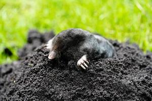 A mole in the garden photo
