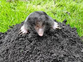 A mole in the garden photo