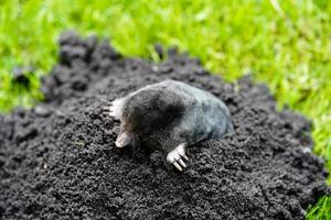 A mole in the garden photo