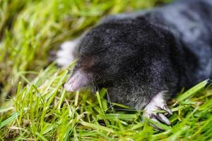 A mole in the garden photo