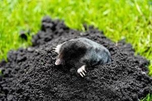 A mole in the garden photo