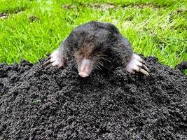 A mole in the garden photo