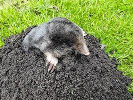 A mole in the garden photo
