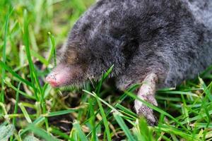 A mole in the garden photo