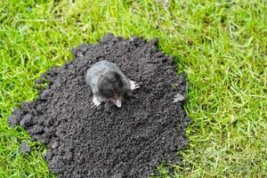 A mole in the garden photo