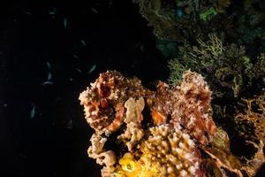 Octopus king of camouflage in the Red Sea, Eilat Israel photo