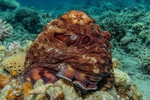 Octopus king of camouflage in the Red Sea, Eilat Israel photo