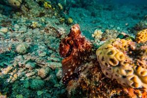 Pulpo rey del camuflaje en el mar Rojo, Eilat, Israel foto