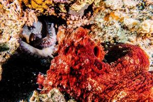 Octopus king of camouflage in the Red Sea, Eilat Israel photo