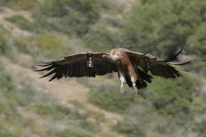 Amazing Vulture of Israel, vulture of the Holy Land