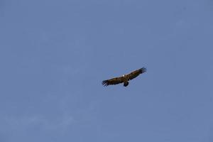 Amazing Vulture of Israel, vulture of the Holy Land photo