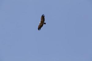 Amazing Vulture of Israel, vulture of the Holy Land photo