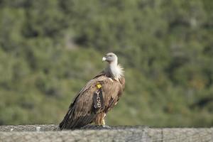 Amazing Vulture of Israel, vulture of the Holy Land photo