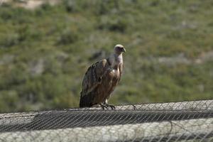 Amazing Vulture of Israel, vulture of the Holy Land
