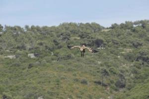 Amazing Vulture of Israel, vulture of the Holy Land photo