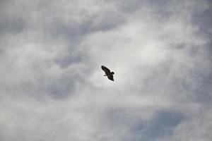 Amazing Vulture of Israel, vulture of the Holy Land photo