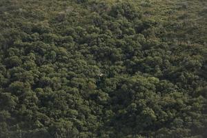 Amazing Vulture of Israel, vulture of the Holy Land photo