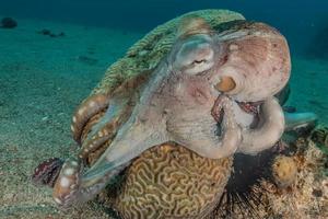 Octopus king of camouflage in the Red Sea, Eilat Israel photo