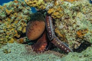 Octopus king of camouflage in the Red Sea, Eilat Israel photo