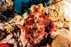 Octopus king of camouflage in the Red Sea, Eilat Israel photo