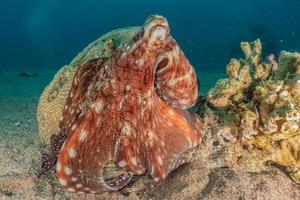 Octopus king of camouflage in the Red Sea, Eilat Israel photo