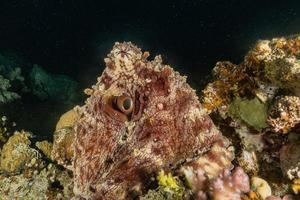 Octopus king of camouflage in the Red Sea, Eilat Israel photo