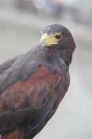 The sleek look of a hawk photo