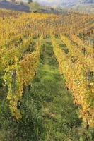 Vineyards and countryside of the Piedmont hinterland, Italy photo