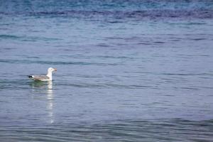 Seagull carried by the gentle waves of the sea photo