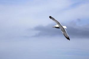 Flying seagull above the Porquerolles Islands photo