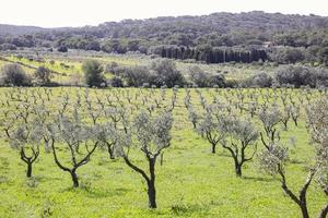 Olive groves and the vineyards of the Porquerolles Island photo